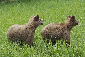 Grizzly Bear - two cubs eating grass. Khuzemateen Grizzly Bear Sanctuary - British Colombia - Canada