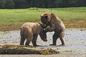 Images Dated 31st May 2008: Grizzly Bear - two cubs play-fighting. Khuzemateen Grizzly Bear Sanctuary - British Colombia