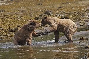 Images Dated 31st May 2008: Grizzly Bear - two cubs play-fighting in water. Khuzemateen Grizzly Bear Sanctuary - British