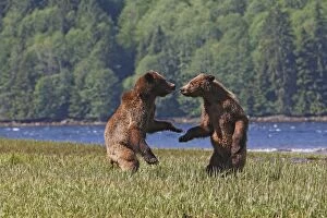 Images Dated 1st June 2008: Grizzly Bear - two cubs play-fighting / wrestling. Khuzemateen Grizzly Bear Sanctuary - British