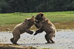 Grizzly Bear - two cubs play-fighting / wrestling. Khuzemateen Grizzly Bear Sanctuary - British Colombia - Canada
