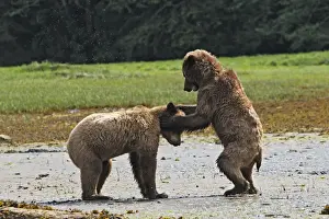 Grizzly Bear - two cubs play-fighting / wrestling. Khuzemateen Grizzly Bear Sanctuary - British Colombia - Canada