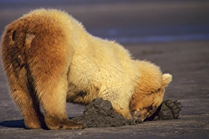 Grizzly Bear digging for razor clams on an Alaskan Peninsula beach Grizzly Bear digging for razor clams on an Alaskan Peninsula beach