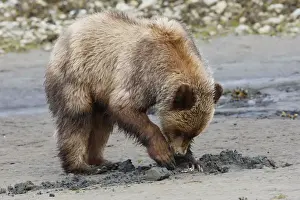 Grizzly Bear - eating clams on estuary beach. Khuzemateen Grizzly Bear Sanctuary - British Colombia - Canada