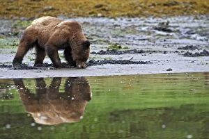 Images Dated 1st June 2008: Grizzly Bear - eating clams on estuary beach. Khuzemateen Grizzly Bear Sanctuary - British