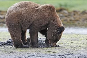 Images Dated 5th June 2008: Grizzly Bear - eating clams on estuary beach - using claws to break into the shell