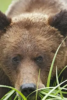 Grizzly Bear - eating grass close-up. Khuzemateen Grizzly Bear Sanctuary - British Colombia - Canada