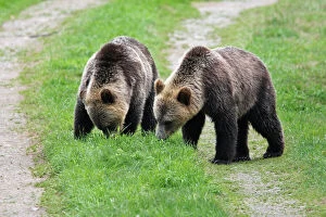 Foraging Collection: Grizzly bear - two eating grass. Knight Inlet - Glendale Cove - British Columbia - Canada