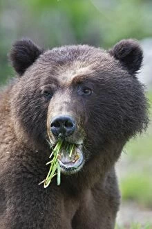 Images Dated 1st June 2008: Grizzly Bear - eating grass in Spring. Khuzemateen Grizzly Bear Sanctuary - British Colombia