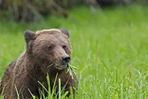 Grizzly Bear - eating grass in Spring. Khuzemateen Grizzly Bear Sanctuary - British Colombia - Canada