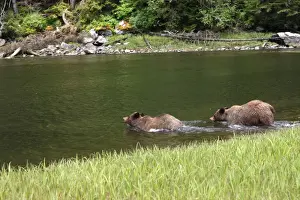 Estuaries Prints: Grizzly Bear - two entering estuary