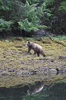 Images Dated 1st June 2008: Grizzly Bear - at estuary edge. Khuzemateen Grizzly Bear Sanctuary - British Colombia - Canada