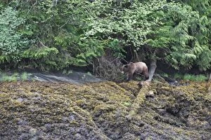 Images Dated 1st June 2008: Grizzly Bear - at estuary edge. Khuzemateen Grizzly Bear Sanctuary - British Colombia - Canada