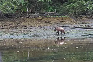 Grizzly Bear - at estuary edge. Khuzemateen Grizzly Bear Sanctuary - British Colombia - Canada