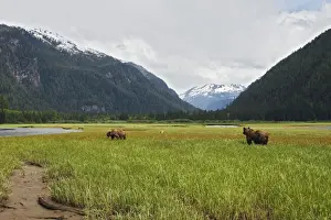 Estuaries Prints: Grizzly Bear - two by estuary. Khuzemateen Grizzly Bear Sanctuary - British Colombia - Canada