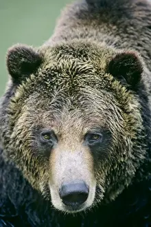 Grizzlies Prints: Grizzly bear face. MA380
