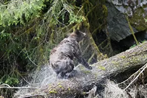 Spraying Prints: Grizzly Bear - on fallen tree trunk shaking water off
