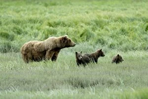 Grizzly Bear - family in grass