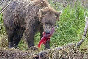 Images Dated 10th August 2011: Grizzly Bear - feeding on Red Salmon