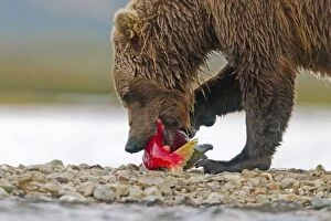 Images Dated 22nd August 2011: Grizzly Bear - feeding on Red Salmon