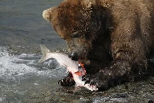 Grizzly Bear - feeding on salmon