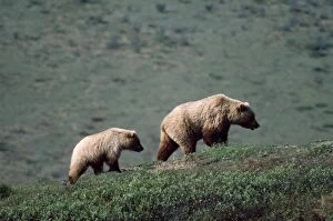Grizzly Bear - female and cub