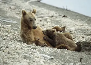 Grizzly Bear - female nursing cubs Katmai, Alaska, USA