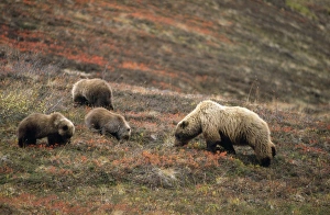 Grizzly Bear - female & young foraging for berries Grizzly Bear - female & young foraging for berries