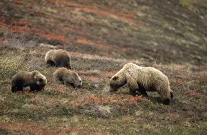 Grizzly Bear - female & young foraging for berries Denali National Park, Alaska
