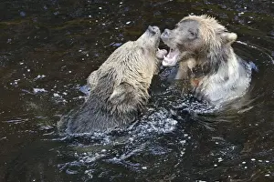 Grizzly bear - two fighting / playing in water. Knight Inlet - Glendale Cove - British Columbia - Canada