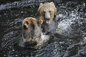 Grizzly bear - two fighting / playing in water. Knight Inlet - Glendale Cove - British Columbia - Canada