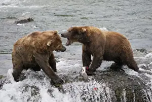 Territory Prints: Grizzly Bear - fighting for salmon in river. Katmai National Park - Alaska - USA