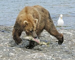 Grizzly Bear - with fish catch from river