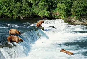 Watching Prints: Grizzly Bear Fishing for salmon at Brooks Falls, Katmai National Park, Alaska, USA