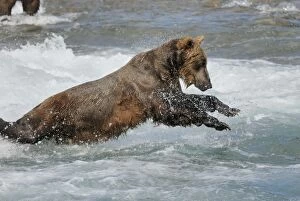 Images Dated 21st December 2006: Grizzly Bear - fishing for salmon in river. Katmai National Park - Alaska - USA