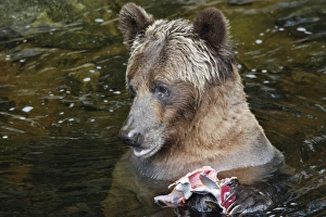 WAT-16284 Grizzly bear - fishing for salmon in river Knight Inlet - Glendale Cove - British Columbia - Canada Ursus arctos horribilis M. Watson Please note that prints are for personal display purposes only and may not be reproduced in any way. : Images Dated 8th September 2007: Grizzly bear - fishing for salmon in river. Knight Inlet - Glendale Cove - British Columbia - Canada