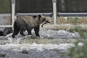 WAT-16280 Grizzly bear - fishing for salmon in river Knight Inlet - Glendale Cove - British Columbia - Canada Ursus arctos horribilis M. Watson Please note that prints are for personal display purposes only and may not be reproduced in any way. : Images Dated 8th September 2007: Grizzly bear - fishing for salmon in river. Knight Inlet - Glendale Cove - British Columbia - Canada