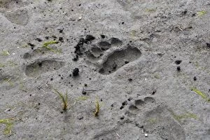 Images Dated 31st May 2008: Grizzly Bear - footprints / tracks