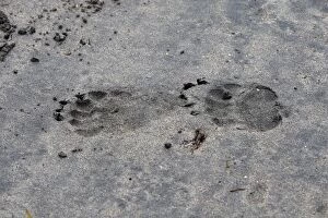 Images Dated 5th June 2008: Grizzly Bear - footprints / tracks