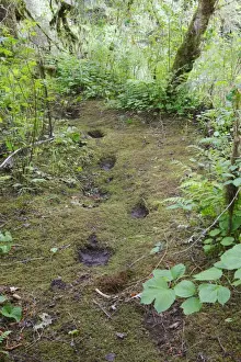 Paw Prints: Grizzly Bear - footprints / tracks