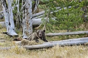 Grizzly Bear - guarding a bull elk kill - autumn