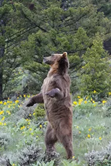 Grizzly bear - on hind legs. Montana - USA