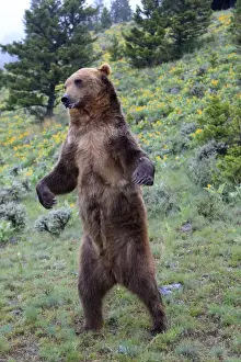 Grizzly bear - on hind legs. Montana - USA