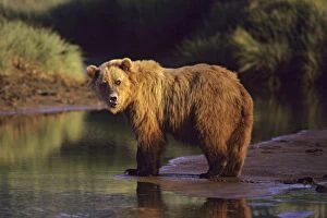 Images Dated 7th November 2006: Grizzly Bear along the Katmai coast, Alaska Peninsula, Alaska. Summer. MA923