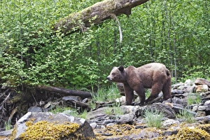 Images Dated 1st June 2008: Grizzly Bear. Khuzemateen Grizzly Bear Sanctuary - British Colombia - Canada