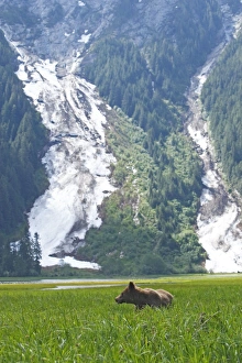 Images Dated 1st June 2008: Grizzly Bear. Khuzemateen Grizzly Bear Sanctuary - British Colombia - Canada