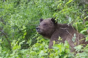 Grizzly Bear. Khuzemateen Grizzly Bear Sanctuary - British Colombia - Canada