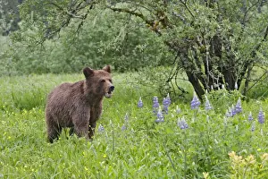 Grizzly Bear. Khuzemateen Grizzly Bear Sanctuary - British Colombia - Canada