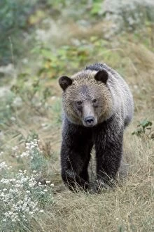 Images Dated 29th June 2010: Grizzly Bear - Knight Inlet, Glendale River, British Columbia