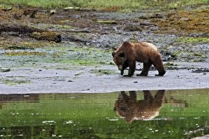 Images Dated 1st June 2008: Grizzly Bear - looking for clams to eat on estuary beach. Khuzemateen Grizzly Bear Sanctuary